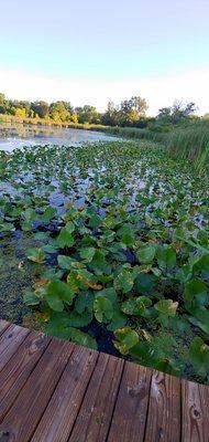 Water lilies Galore and cat tail