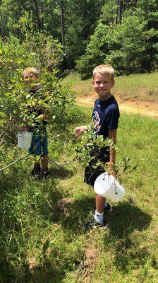 Blueberry picking