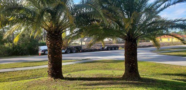 Island Date Palms - were in dire needs of a clean up :)