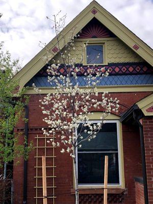 Serviceberry in Spring