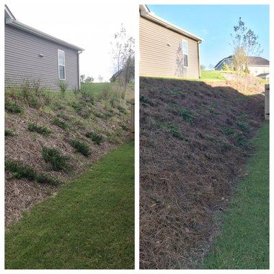 Before and after photos. Reggie did an incredible job weeding our berm and putting down new pine straw.