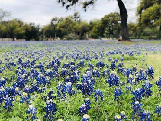 Bluebonnets