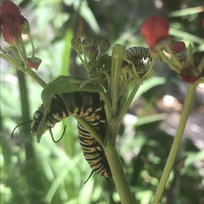 Interesting to see the various stages of a butterfly's life but sad they never get released.