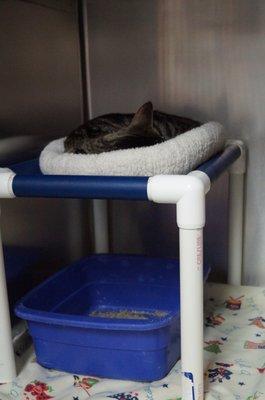 Comfy bed in a cat kennel.