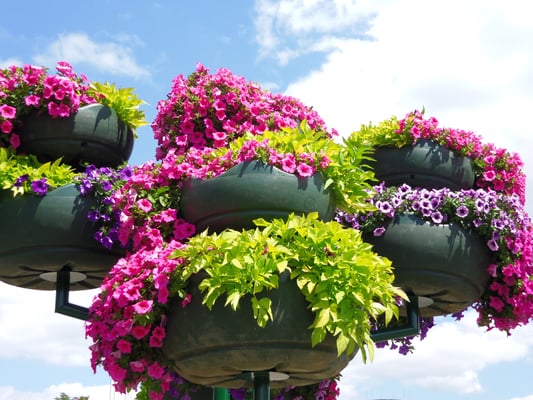 Floral Displays and Seasonal Container Design