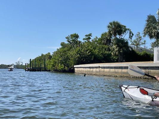 Dolphin siting 9/23