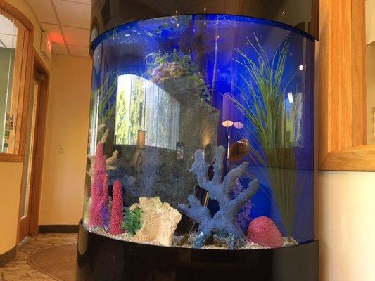 Beautiful fish tank.