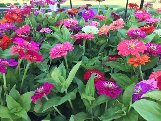 Zinnias!