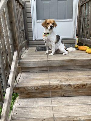 Cocoa right after her hair was cut.