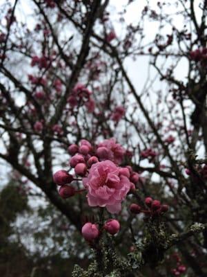 Cherry Blossoms