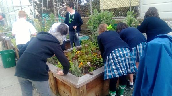 Garden Club students planting seedlings in one of the raised beds.