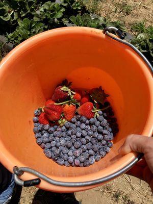 Delicious strawberries and blueberries!