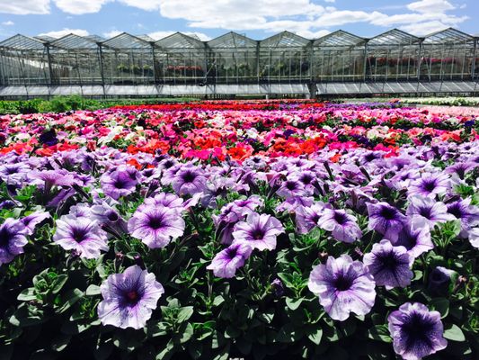 Fresh Annuals from our local greenhouse