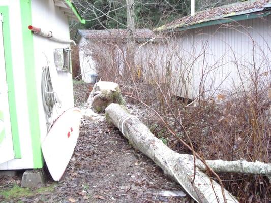 This tree was severely damaged by a beaver, so it was properly felled between the lakefront structures.