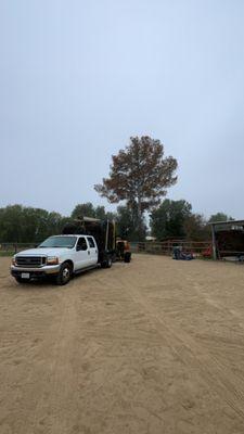 Removing a dead Pine tree