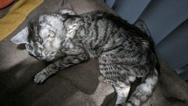 Picture of Angel sent to us during boarding. Her blanket was covered in urine at the end of the day.