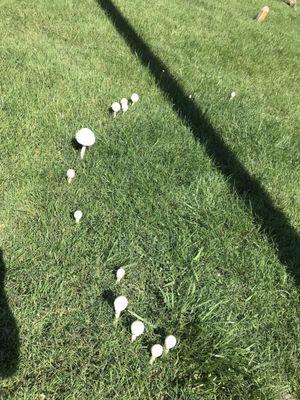 Fairy mushroom circle.