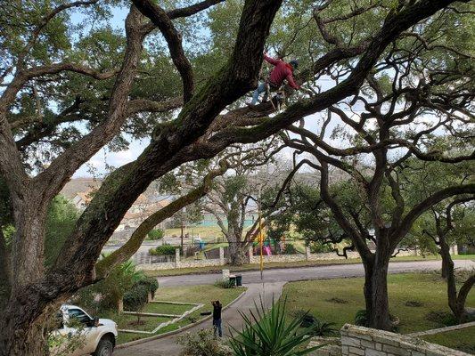 Clean dry branches and Ball Moss Removal