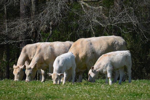 Rogers Bar HR Charolais Cattle