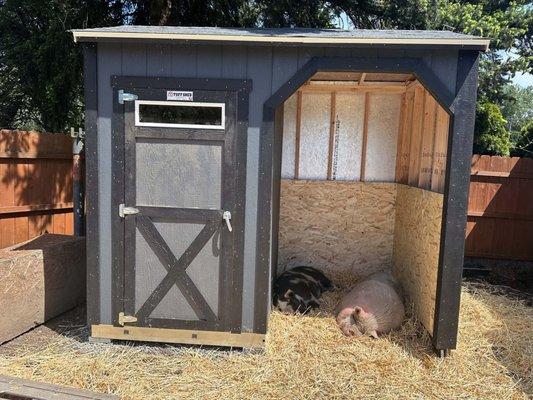 Our Loafing Shed, mini pig approved!