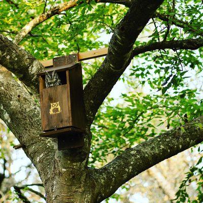 one of our Owl boxes in the wild providing a home for the locals.