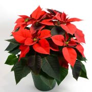 Classic Red Poinsettia