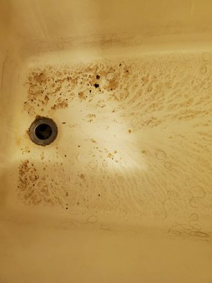 This is the bathtub after the initial flood and there is feces, hair, and other nastiness cakes into it.