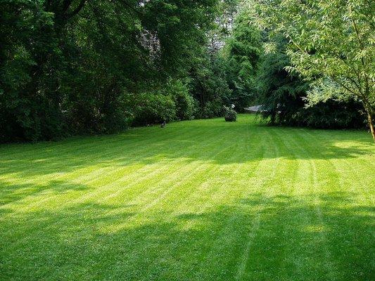 Aerating and Seeding available for a lush lawn!