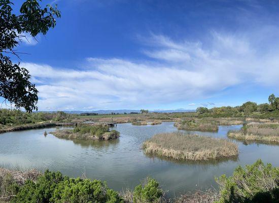 Photo of the Marshy area