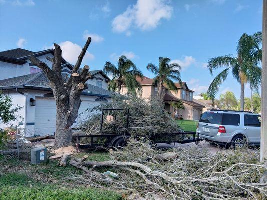 Tree removal