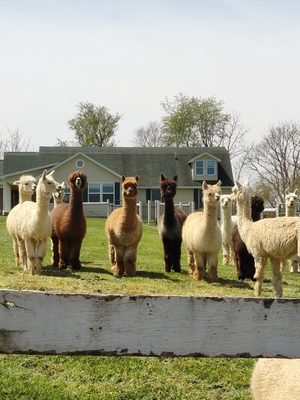 Whispering Meadows Alpaca Breeders