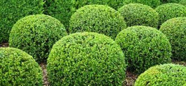 Shrub Trimming