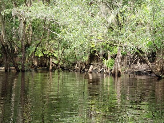 There's a turtle on the log... Can you see it?