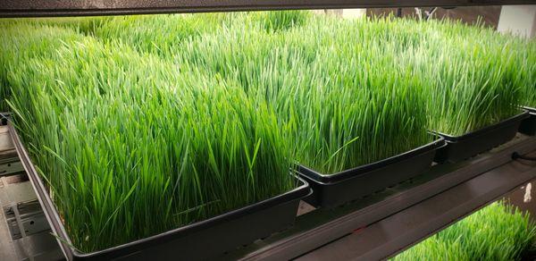 We sell live trays and cut pounds of organic wheatgrass for juicing.