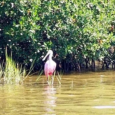 Always a treat to see a Roseate Spoonbill!