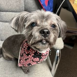 This is Jax, our CBO (Chief Bark Officer).  He makes sure every animal staying here gets plenty of treats!