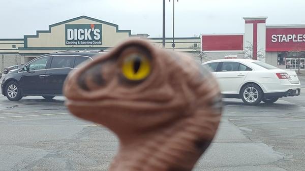 Bob the Raptor Says "Mammals come here to get balls, bikes, and guns,"