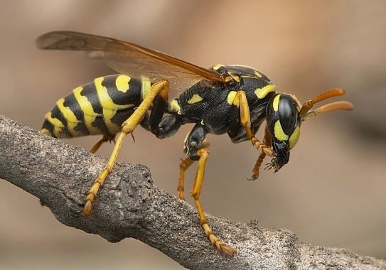 We treat for hornets and wasps!