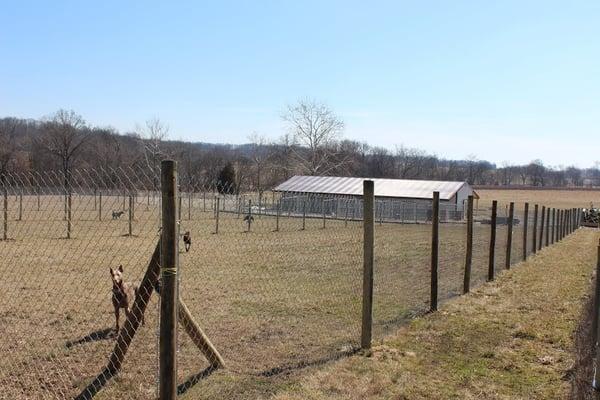 The largest play fields of any dog kennels in the area.