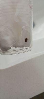 Bed bug in a cup after we found it on our bed