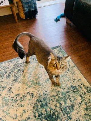 My shaved cat