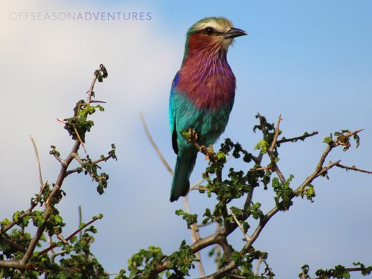 One of the many unique birds of Tanzania.