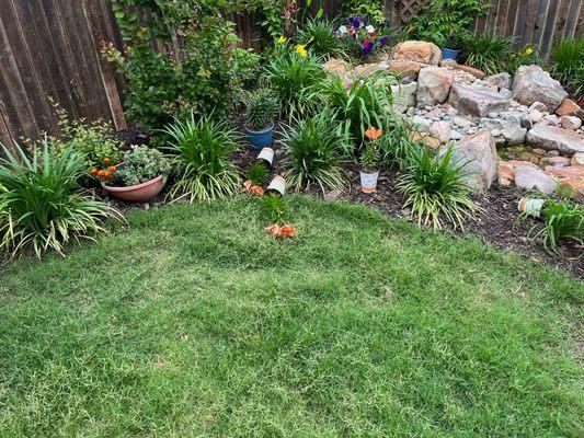 Plants and pond installation