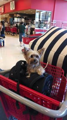 Back pack carrier in the shopping cart