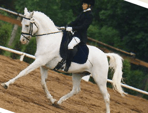 Canter lane dressage