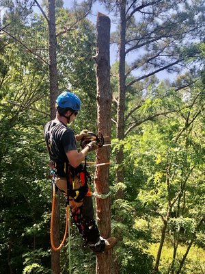 Tree removal for lot clearing