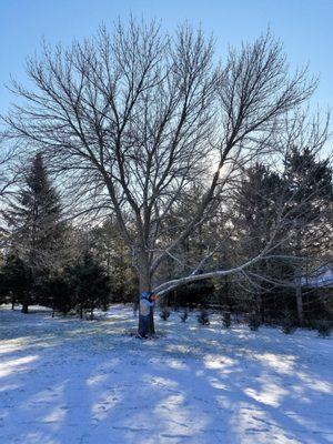 ash tree remove before