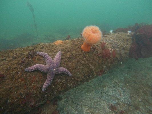 Edmonds Underwater Park