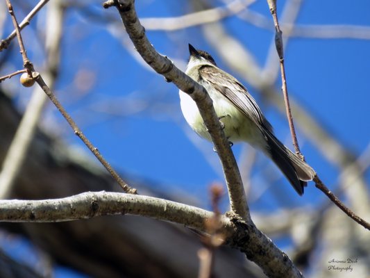 Merkle Wildlife Sanctuary is a perfect park for birders looking for many varieties of birds.