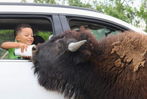 A boy feeding a bison from a car